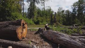 How Our Tree Care Process Works  in  Pineville, KY