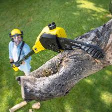 Best Grass Overseeding  in Pineville, KY