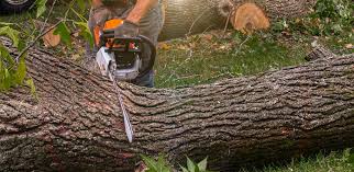 Best Lot and Land Clearing  in Pineville, KY