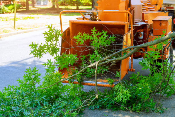 Best Hedge Trimming  in Pineville, KY