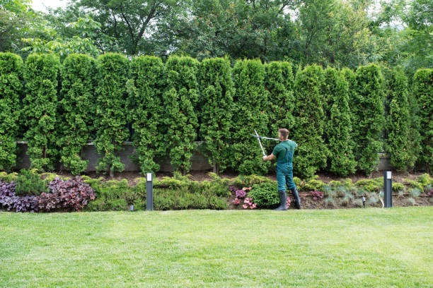 Best Root Management and Removal  in Pineville, KY