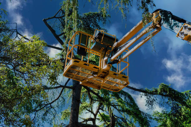 Best Tree Cabling and Bracing  in Pineville, KY