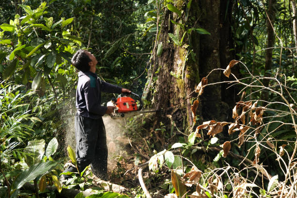 Best Tree Maintenance Programs  in Pineville, KY
