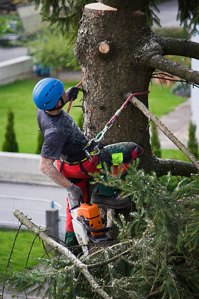  Pineville, KY Tree Services Pros