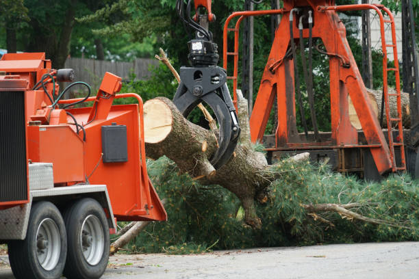 Best Tree and Shrub Care  in Pineville, KY