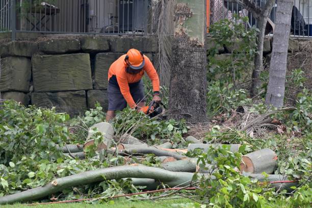 Professional Tree Services in Pineville, KY