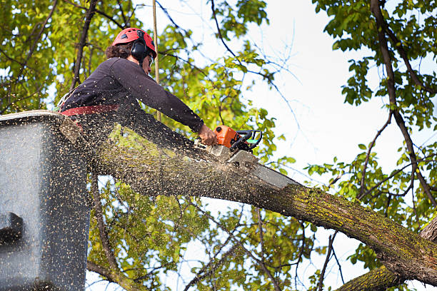 Best Lawn Watering Services  in Pineville, KY