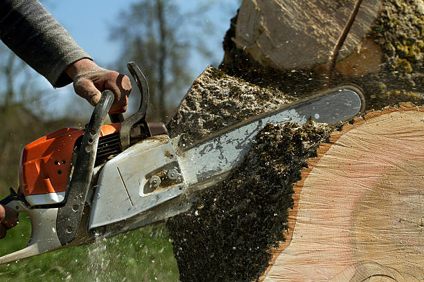 Best Tree Preservation Services  in Pineville, KY