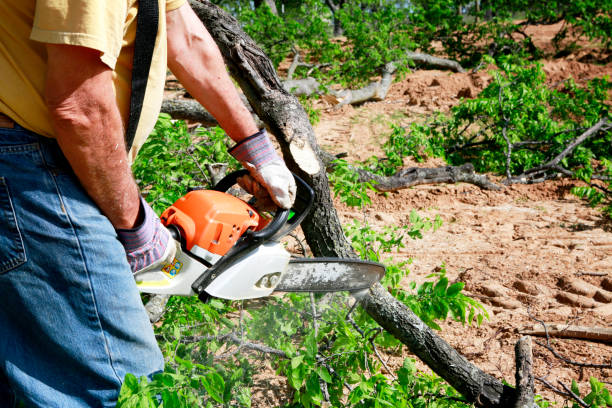 Best Arborist Consultation Services  in Pineville, KY