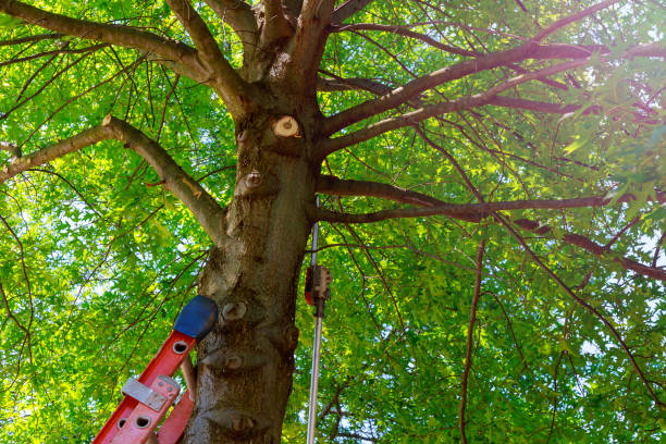 Best Tree Risk Assessment  in Pineville, KY